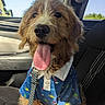 dog, tongue_out, blue_shirt, tropical_pattern, leash, checkered_leash, car_interior, car_seat, window, sunlight, fur, wet_nose, eyes, happy, panting, portrait, seat_stitching, door_panel, summer, cute