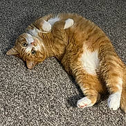 Ginger joined the competition — help win amazing prizes! animal, carpet, cat, cozy, curious, cute, domestic_cat, feline, fluffy, fur, indoor, lying_down, mammal, orange_cat, paw, pet, playful, relaxed, whiskers, white_paws