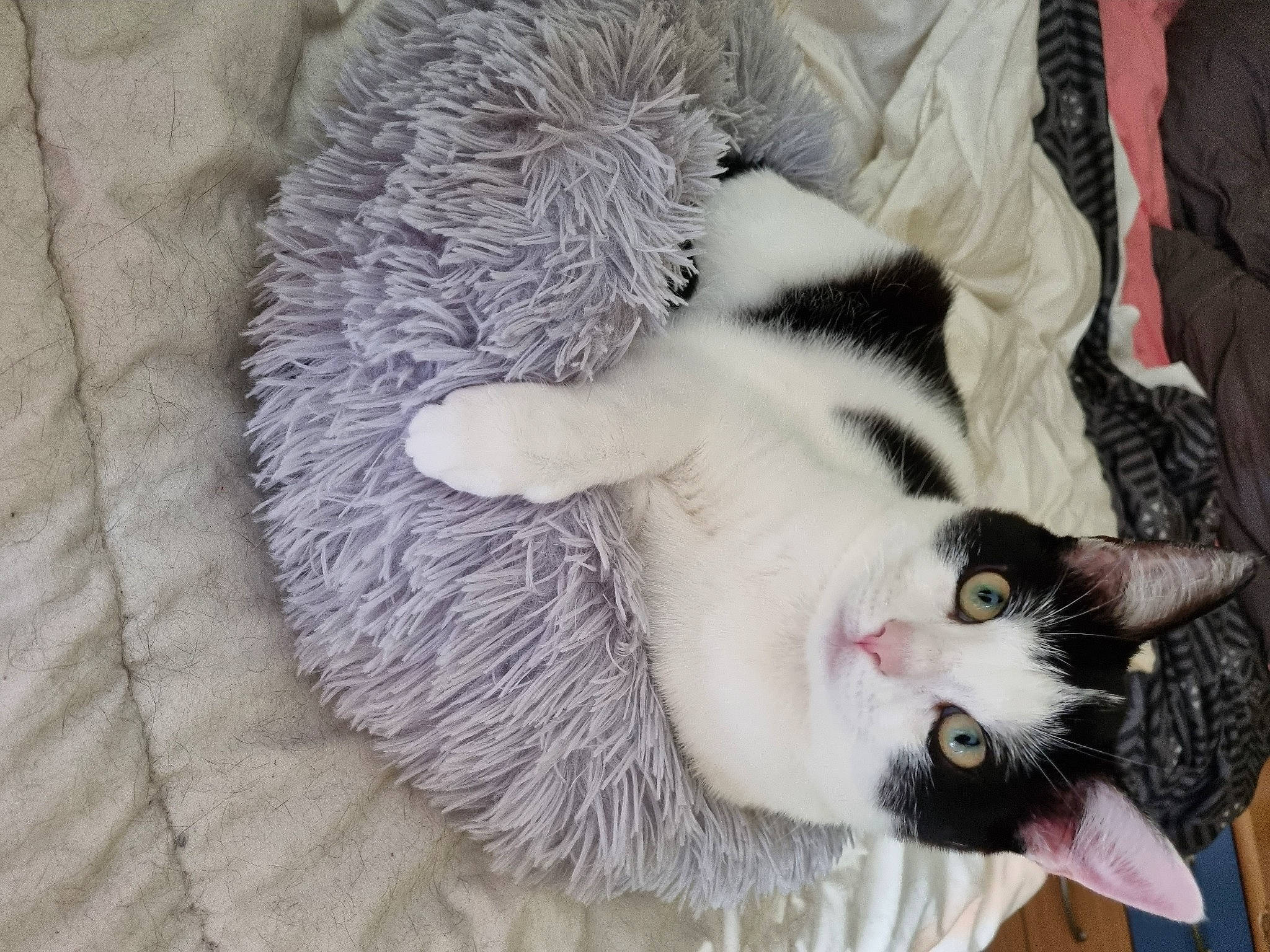 Maui a rejoint le concours — aidez-le/la à gagner de superbes lots ! canidae, carnivore, cat, claw, comfort, dog_breed, domestic_short_haired_cat, fang, felidae, fur, grey, linens, mammal, paw, plant, small_to_medium_sized_cats, snout, tail, vertebrate, whiskers