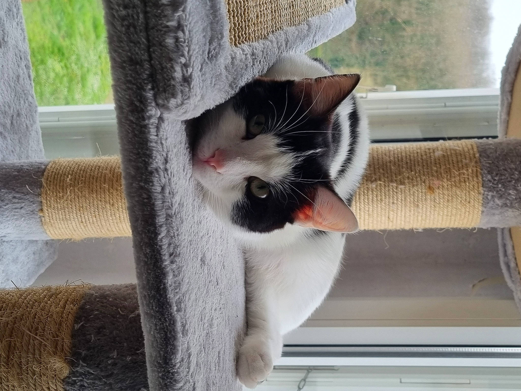 Maui a rejoint le concours — aidez-le/la à gagner de superbes lots ! animal_shelter, carnivore, cat, cat_furniture, cat_supply, domestic_short_haired_cat, door, fawn, felidae, fixture, fur, grey, pet_supply, plant, small_to_medium_sized_cats, snout, tail, whiskers, window, wood