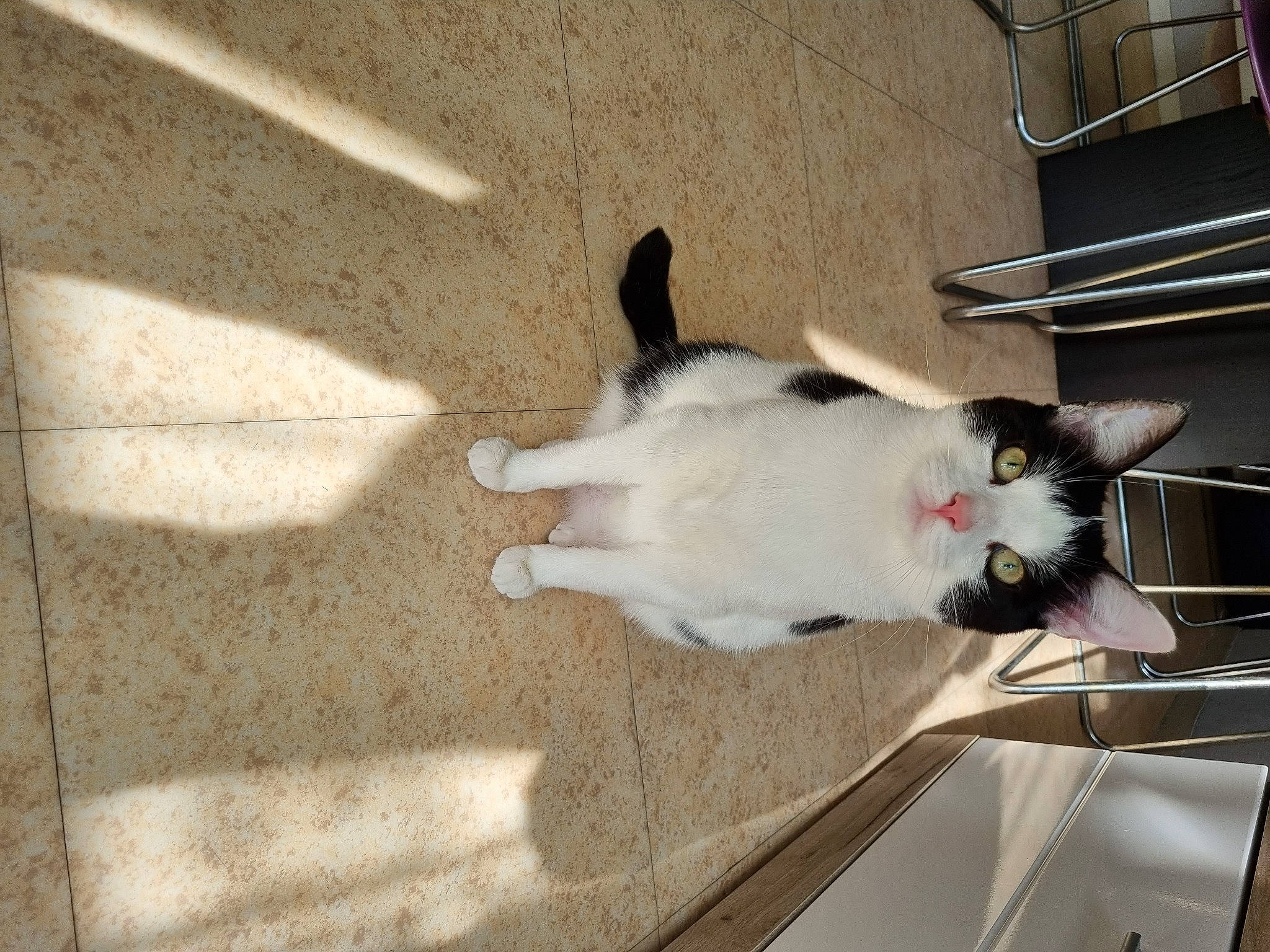 Maui participe au concours pour gagner de l'argent avec cette photo : carnivore, cat, composite_material, concrete, domestic_short_haired_cat, felidae, floor, flooring, fur, grey, hardwood, road_surface, shadow, small_to_medium_sized_cats, tail, tints_and_shades, whiskers