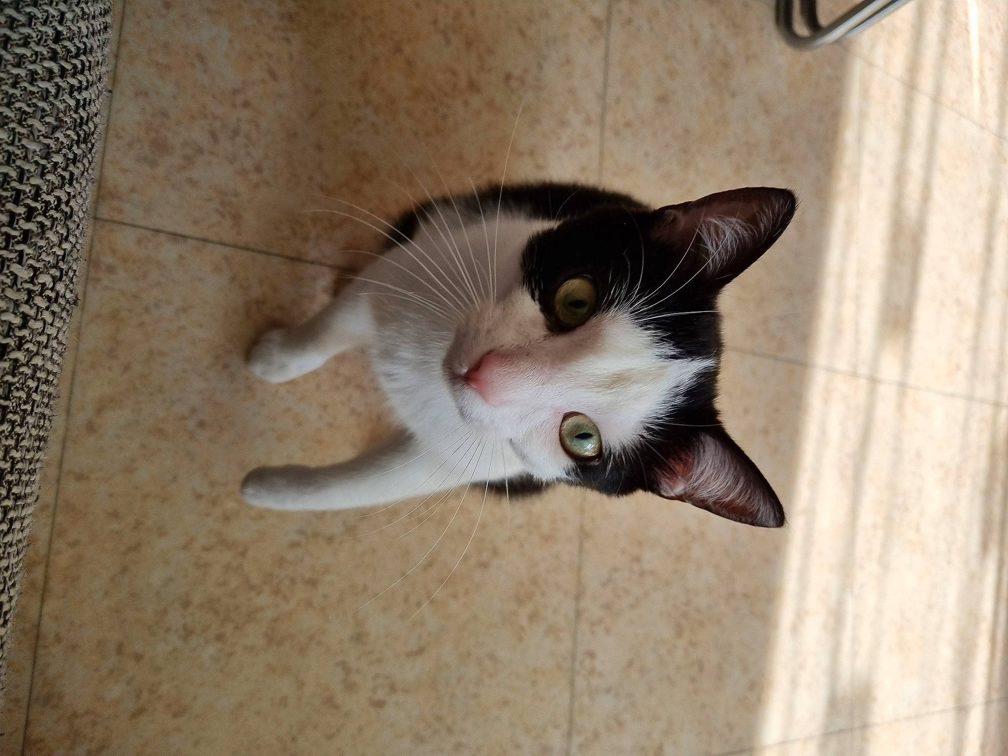 Koda participe au concours pour gagner de l'argent avec cette photo : carnivore, cat, claw, domestic_short_haired_cat, eye, fawn, felidae, floor, flooring, foot, fur, hardwood, paw, small_to_medium_sized_cats, snout, tail, tile, whiskers, wood