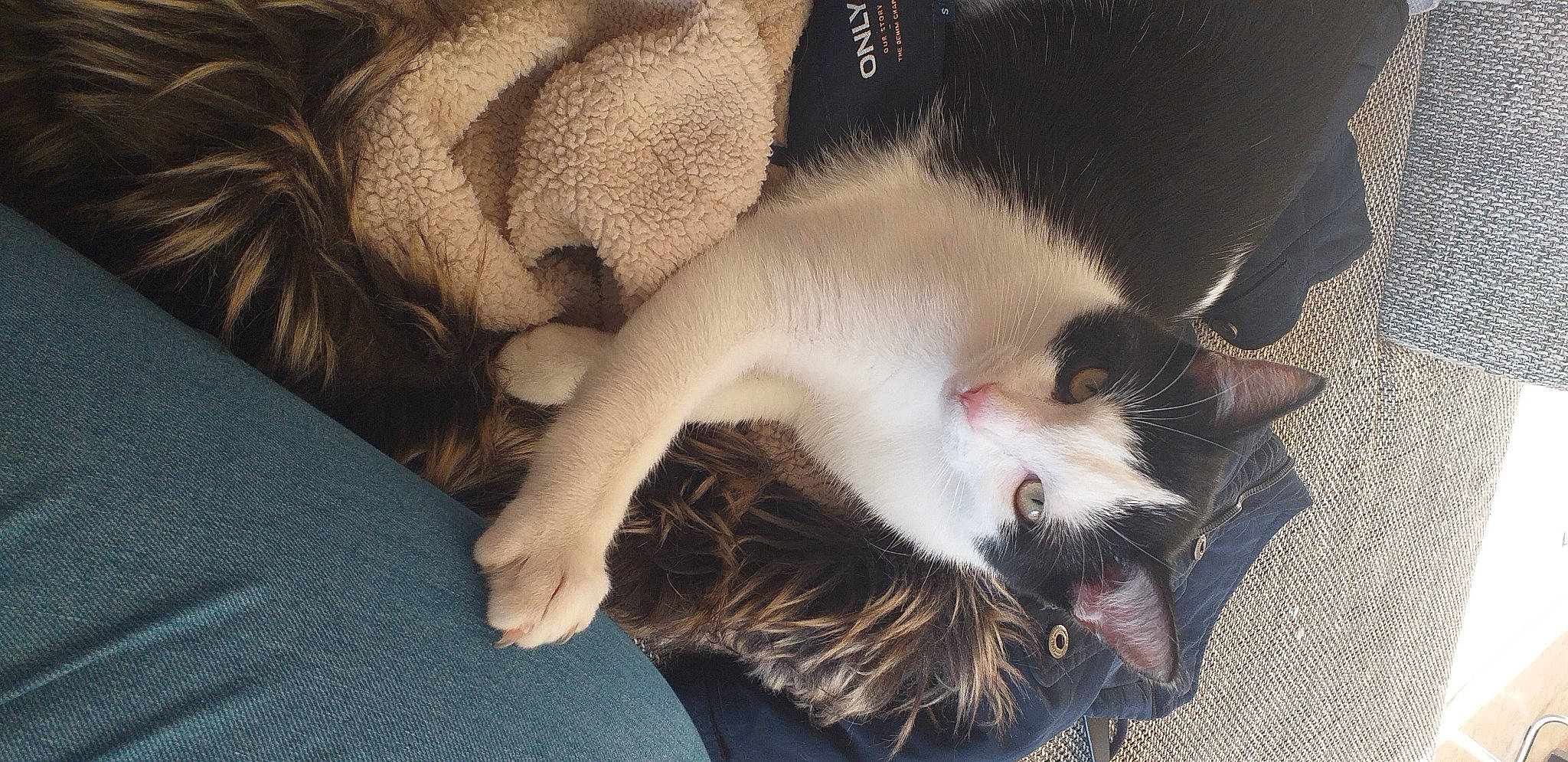 Koda participe au concours pour gagner de l'argent avec cette photo : carnivore, cat, comfort, dog_breed, ear, eye, eyelash, fawn, felidae, gesture, head, human_body, jaw, leg, mammal, small_to_medium_sized_cats, snout, tail, vertebrate, whiskers