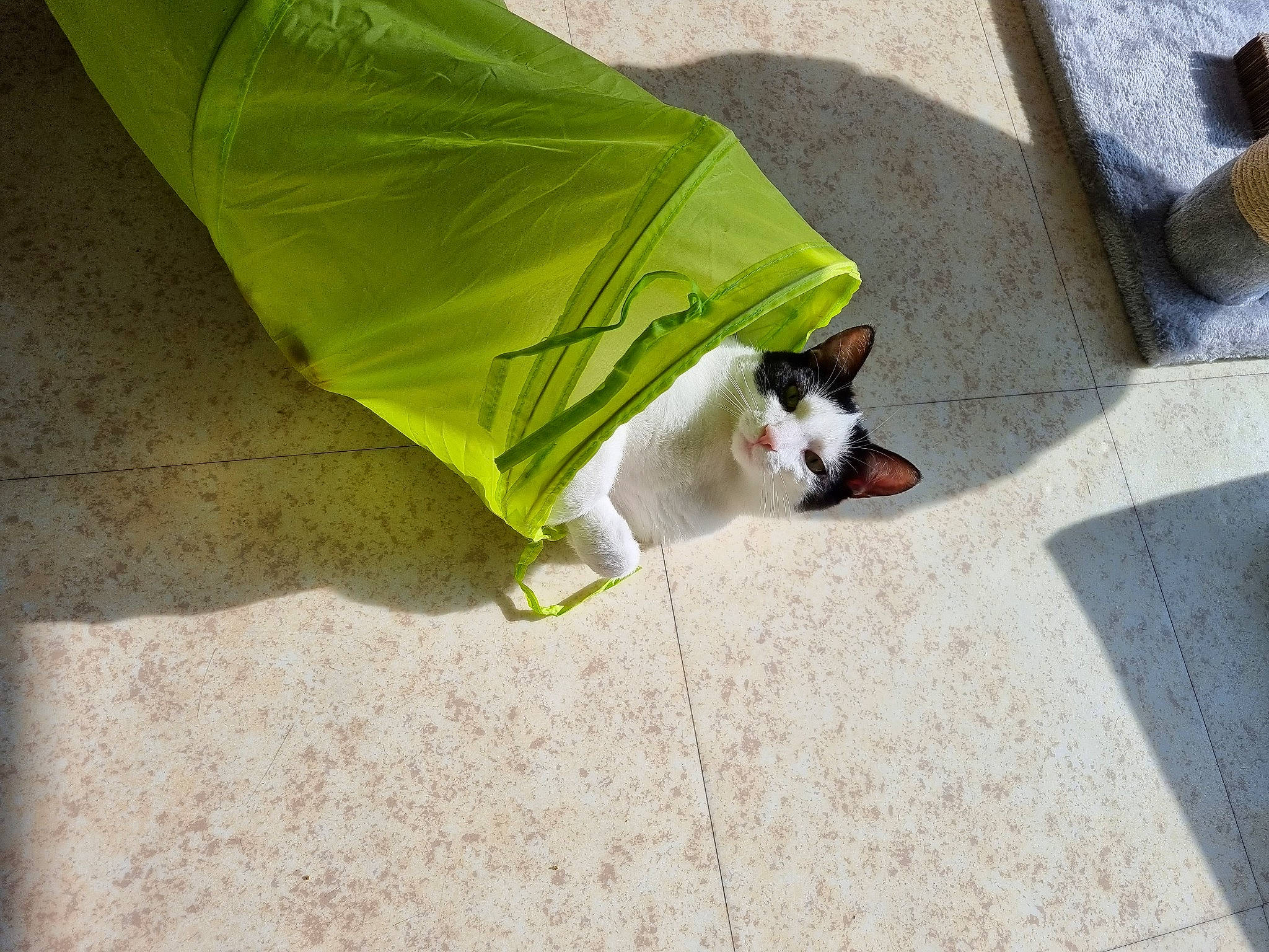 Koda participe au concours pour gagner de l'argent avec cette photo : asphalt, automotive_wheel_system, carnivore, cat, collar, companion_dog, concrete, dog_breed, domestic_short_haired_cat, fashion_accessory, felidae, fur, grass, road_surface, shade, shadow, small_to_medium_sized_cats, tail, umbrella, whiskers