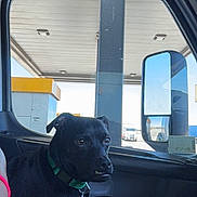 Hops is registered to the contest to win money with this photo: alert, black_dog, collar, companion, daylight, dog, gas_station, human_arm, outdoor, pet, reflection, rest_stop, roadside, seat, side_mirror, sitting, transportation, travel, vehicle_interior, window