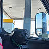 alert, black_dog, collar, companion, daylight, dog, gas_station, human_arm, outdoor, pet, reflection, rest_stop, roadside, seat, side_mirror, sitting, transportation, travel, vehicle_interior, window