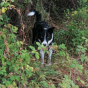 Apollon a rejoint le concours — aidez-le/la à gagner de superbes lots ! alert, animal, black_and_white, bushes, canine, dog, ears, eyes, foliage, forest, grass, greenery, hunting, leaves, nature, outdoor, plants, stealth, tail, wildlife
