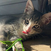 Misty a rejoint le concours — aidez-le/la à gagner de superbes lots ! kitten, cat, tongue_out, playful, sunlight, wooden_floor, whiskers, ears, paw, green_leaf, pet, animal, cute, closeup, indoor, fur, young_cat, relaxed, nature, adorable