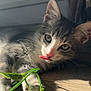 kitten, cat, tongue_out, playful, sunlight, wooden_floor, whiskers, ears, paw, green_leaf, pet, animal, cute, closeup, indoor, fur, young_cat, relaxed, nature, adorable