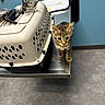 Tiko is registered to the contest to win money with this photo: kitten, cat, pet_carrier, metal_table, blue_wall, floor, tabby_cat, animal, indoor, small, curious, young, feline, ears, whiskers, veterinary, clinic, room, domestic, cute