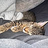 Tiko is registered to the contest to win money with this photo: cat, tabby, sleeping, nap, cozy, blanket, furniture, indoor, soft, fur, pet, resting, cute, animal, closeup, comfort, domestic, mammal, whiskers, relaxation