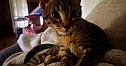 Tiko joined the competition — help win amazing prizes! kitten, cat, tabby, animal, pet, indoor, blanket, feline, young, cute, whiskers, ears, fur, resting, cozy, home, soft, curious, portrait, closeup