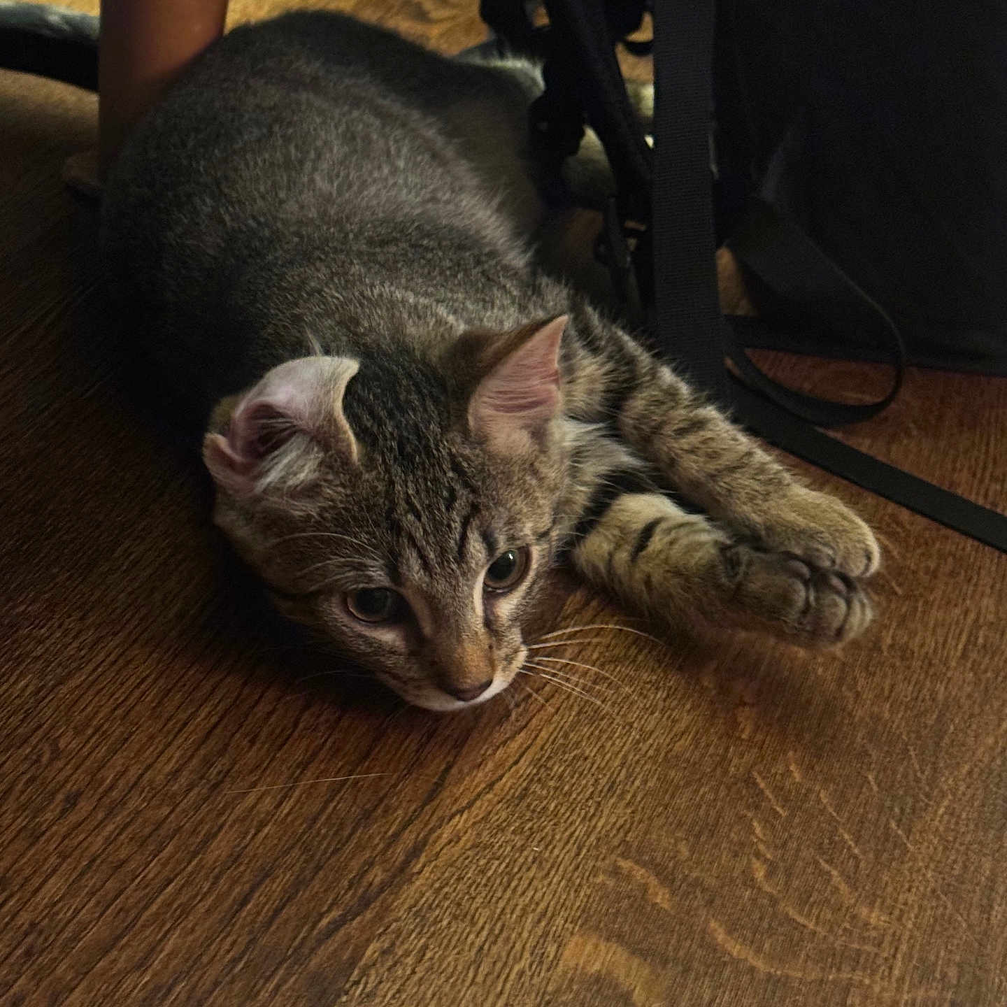 Tiko
