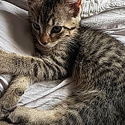 Tiko joined the competition — help win amazing prizes! kitten, tabby, cat, pet, animal, fur, striped, bed, blanket, white, cute, young, resting, paws, closeup, indoor, sleepy, mammal, whiskers, feline