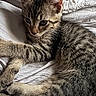 kitten, tabby, cat, pet, animal, fur, striped, bed, blanket, white, cute, young, resting, paws, closeup, indoor, sleepy, mammal, whiskers, feline