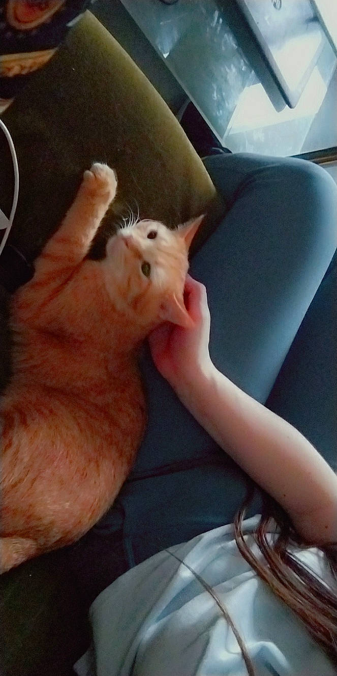 Prince a rejoint le concours — aidez-le/la à gagner de superbes lots ! car_seat, carnivore, cat, claw, comfort, domestic_short_haired_cat, ear, fawn, felidae, finger, fur, gesture, human_leg, nail, paw, small_to_medium_sized_cats, snout, thumb, vehicle_door, whiskers