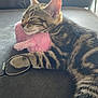 Mabel is registered to the contest to win money with this photo: animal, cat, couch, cozy, cute, fur, furniture, glasses, indoor, kitten, napping, paw, pet, pink, relaxation, resting, sleeping, soft_light, stuffed_toy, tabby