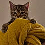 animal, closeup, cozy, curious, cute, fur, indoor, kitten, paw, peeking, pet, playful, soft_texture, striped, tabby, tiny, warm, whiskers, yellow_towel, young
