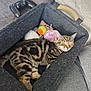 animal, basket, controller, couch, cozy, cute, felt, furniture, gray, indoor, kitten, pet, relaxation, resting, sleeping, soft, tabby, toys, water_bottle, young
