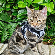 Mabel joined the competition — help win amazing prizes! animal, cat, curious, domestic, ears, eyes, fur, greenery, harness, kitten, leash, nature, outdoor, pet, plants, sitting, stone, tabby, whiskers, young