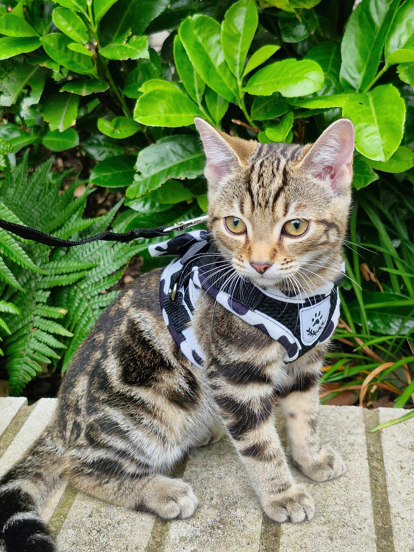 Mabel joined the competition — help win amazing prizes! animal, cat, curious, domestic, ears, eyes, fur, greenery, harness, kitten, leash, nature, outdoor, pet, plants, sitting, stone, tabby, whiskers, young