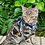 Mabel joined the competition — help win amazing prizes! alert, animal, cat, cute, fern, foliage, fur, greenery, harness, kitten, leash, nature, outdoor, pet, plants, sitting, stone, tabby, whiskers, young