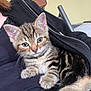 animal, cat, clothing, cozy, curious, cute, ears, fur, indoor, jacket, kitten, lap, paws, pet, relaxed, resting, soft, tabby, whiskers, young