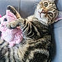 animal, chair, claw, closeup, cozy, cute, feline, gray_fabric, indoor, kitten, paw, pet, pink_toy, playful, relaxed, soft_texture, stuffed_animal, tabby_cat, whiskers, young_cat