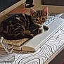 animal, cat, computer_keyboard, cute, desk, feline, home_office, indoor, keyboard_wrist_rest, kitten, monitor, mouse_pad, paw, pet, resting, small_cat, striped, tabby, technology, young_cat