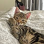 animal, bed, blanket, cat, cozy, curious, cute, domestic_cat, feline, fur, indoor, kitten, pattern, paw, pet, relaxed, resting, tabby, whiskers, young