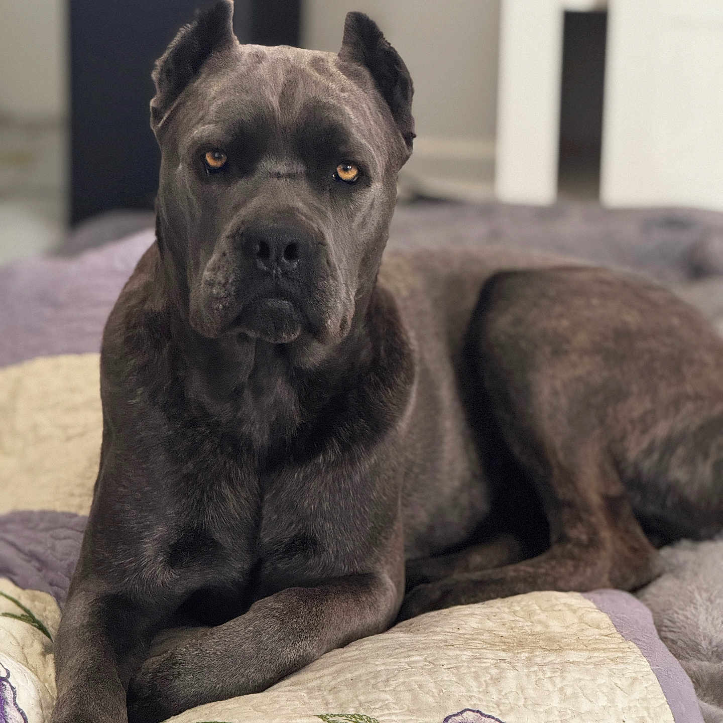 Zeus is registered to the contest to win money with this photo: animal, blanket, boxer, bulldog, canine, couch, cushion, dog, frenchbulldog, furniture, homedecor, labradorretriever, pet, pitbull, pug, puppy, quilt, snout, terrier