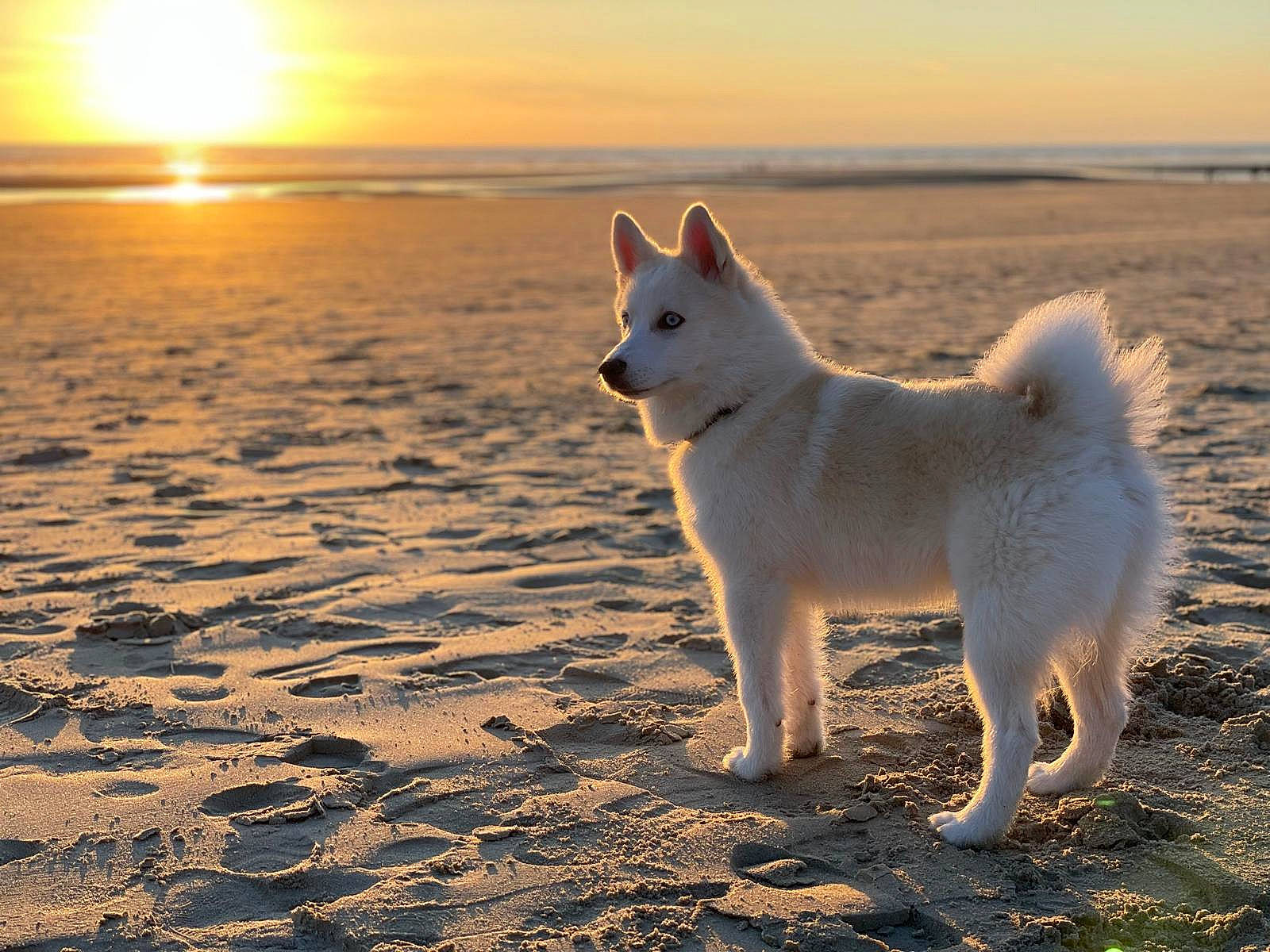 Louky a rejoint le concours — aidez-le/la à gagner de superbes lots ! beach, canidae, carnivore, cloud, companion_dog, dog, dog_breed, fawn, german_spitz_klein, horizon, indian_spitz, japanese_spitz, landscape, ocean, sky, spitz, sporting_group, water, wildlife, working_animal