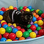 Bagheera is registered to the contest to win money with this photo: animal, ball_pit, black_shirt, cat, closeup, colorful_balls, comfort, curious, cute, domestic_animal, feline, fun, indoor, leisure, multicolor, pet, playful, portrait, relaxed, toy