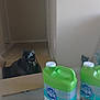 cat, cardboard_box, container, cat_litter, indoor, carpet, wall, shadow, green, plastic, label, floor, pet, animal, feline, curious, tortoiseshell, home, packaging, product