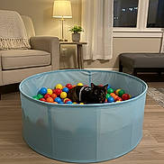 Bagheera is registered to the contest to win money with this photo: armchair, ball_pit, black_cat, cat, colorful_balls, cozy, curtains, floor, indoor, lamp, living_room, modern_furniture, night, pet, plant, playful, relaxed, side_table, window, wood_flooring