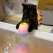 Bagheera joined the competition — help win amazing prizes! cat, tortoiseshell_cat, bathtub, bathroom, toilet, glowing_object, egg_shaped, magic, sparkles, toy, curious, pet, floor, mat, wooden_furniture, reflection, colorful, indoor, animal, playful