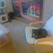 Bagheera is registered to the contest to win money with this photo: cat, armchair, cushion, cardboard_box, tv_box, hisense, qled, living_room, carpet, coffee_table, cat_tree, pet_bed, indoor, furniture, packaging, cozy, seat, feline, portrait, floor