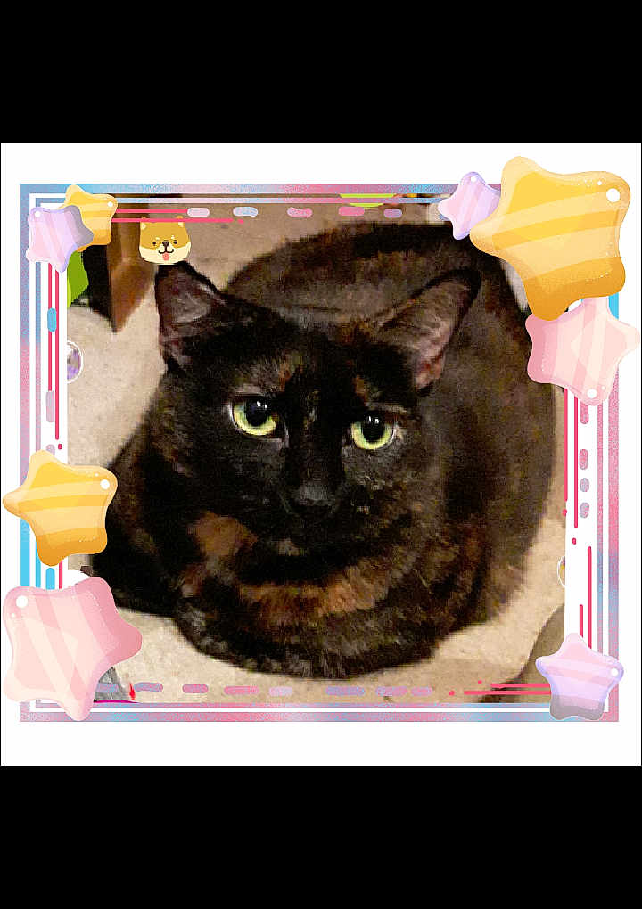 Bagheera