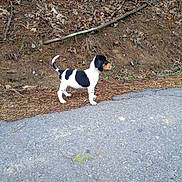 Pepper Ann joined the competition — help win amazing prizes! alert, animal, background, black_and_white, canine, curious, dog, earth, grass, leaves, nature, outdoor, pavement, puppy, road, side_view, small, standing, twig, young