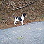 alert, animal, background, black_and_white, canine, curious, dog, earth, grass, leaves, nature, outdoor, pavement, puppy, road, side_view, small, standing, twig, young