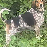Pepper Ann joined the competition — help win amazing prizes! alert, animal, background, canine, collar, curious, daylight, dog, foliage, grass, greenery, leaf, nature, outdoor, pet, plant, spotted, standing, summer, wild