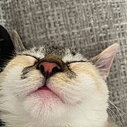 Maha a rejoint le concours — aidez-le/la à gagner de superbes lots ! cat, close_up, sleeping, nose, whiskers, fur, relaxed, pet, domestic_animal, face, animal, muzzle, ears, texture, background, soft, cute, resting, indoor, feline