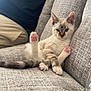 kitten, cat, couch, pink_paws, relaxed, indoor, feline, pet, person, casual_clothing, textured_fabric, home, cozy, seated, young_cat, animal, paw_pads, striped_fur, sitting, resting