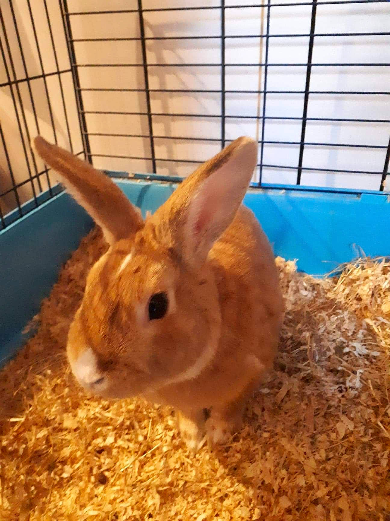 Coquin participe au concours pour gagner de l'argent avec cette photo : animal_shelter, domestic_rabbit, ear, fawn, hare, mammal, organism, rabbit, rabbits_and_hares, snout, vertebrate, whiskers
