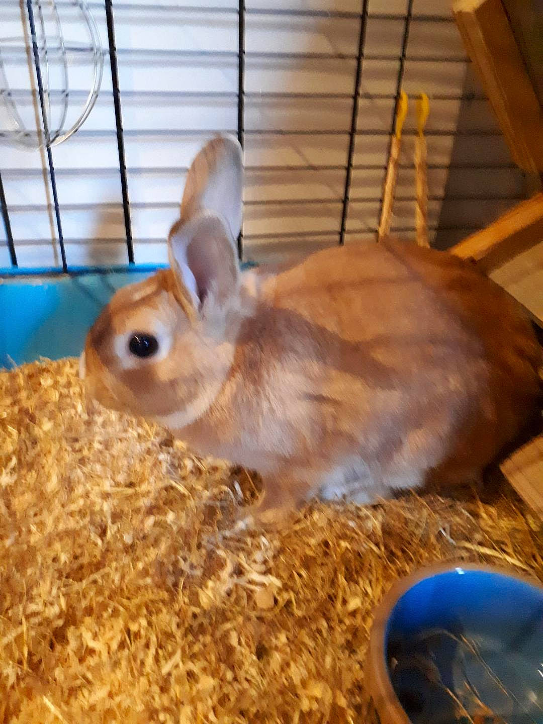 Coquin a rejoint le concours — aidez-le/la à gagner de superbes lots ! animal_shelter, cage, chinchilla, domestic_rabbit, ear, fawn, hare, mammal, rabbit, rabbits_and_hares, rodent, snout, vertebrate, whiskers