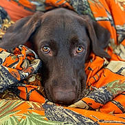 Dublin joined the competition — help win amazing prizes! animal, blanket, chocolate_lab, closeup, cozy, cute, dog, domestic_animal, ears, eyes, fur, leaf_pattern, nose, orange_blanket, pet, portrait, puppy, resting, snuggled, soft_texture