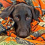 animal, blanket, chocolate_lab, closeup, cozy, cute, dog, domestic_animal, ears, eyes, fur, leaf_pattern, nose, orange_blanket, pet, portrait, puppy, resting, snuggled, soft_texture