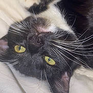 Darla is registered to the contest to win money with this photo: cat, black_and_white, close_up, yellow_eyes, whiskers, pet, feline, lying_down, indoor, cozy, fur, animal, cute, face, portrait, resting, soft, domestic_cat, sleepy, relaxed