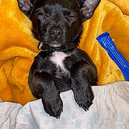 Tinkerbell is registered to the contest to win money with this photo: puppy, dog, black_dog, blanket, yellow_blanket, sleepy, cozy, indoors, pet, collar, paw, fur, cute, resting, tucked_in, soft, nap, domestic_animal, animal, young_dog