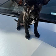 Tinkerbell is registered to the contest to win money with this photo: puppy, dog, black_dog, small_dog, car_hood, outdoor, ears, pet, animal, cute, curious, young_dog, shiny_surface, sunlight, reflection, collar, close_up, portrait, domestic_animal, vehicle
